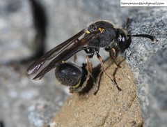 Eumenes septentrionalis