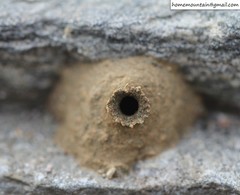 Eumenes septentrionalis