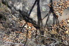 Pronolagus saundersiae