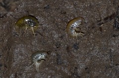Gammarus roeselii