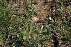 Felicia hirsuta