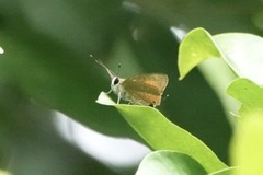 Deudorix epijarbas