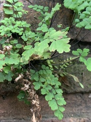 Adiantum