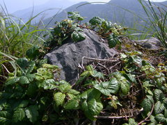 Toxicodendron orientale