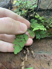 Adiantum