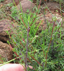 Hermannia filifolia