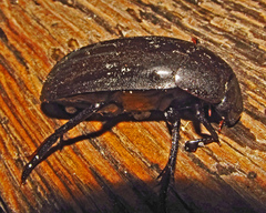 Hydrophilus aterrimus