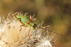 Ephippiger ephippiger