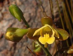 Eulophia platypetala