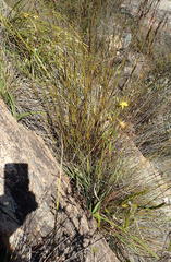 Eulophia platypetala