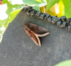 Micrathetis canifimbria