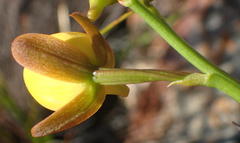 Eulophia platypetala