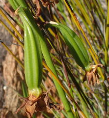 Eulophia platypetala
