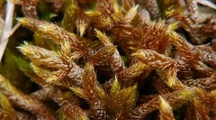 Hypnum cupressiforme lacunosum