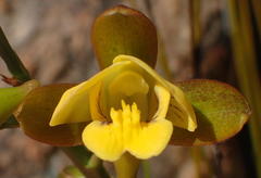Eulophia platypetala