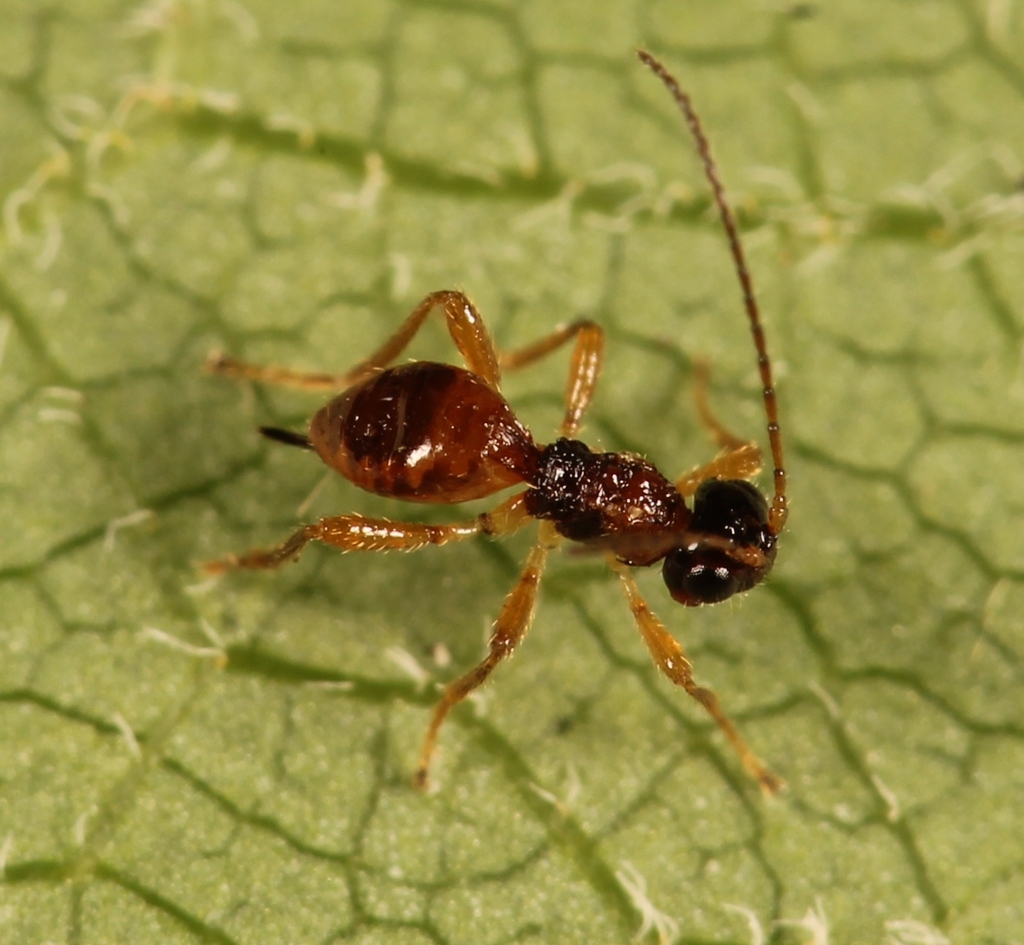 Chasmodon