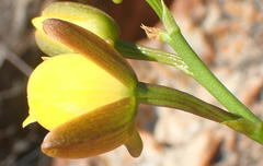 Eulophia platypetala