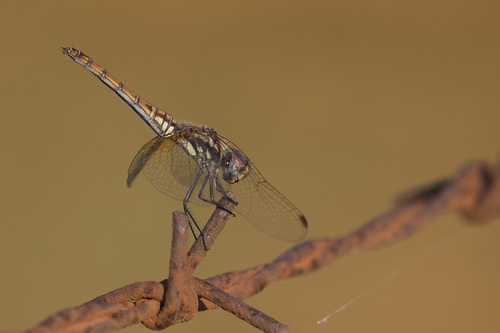 Violet Dropwing, photo 5 of 7