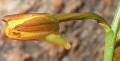 Eulophia platypetala