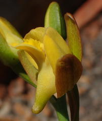 Eulophia platypetala