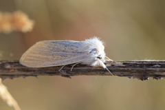 Acronicta nervosa