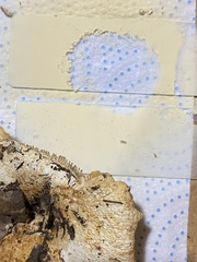 Russula pallidospora