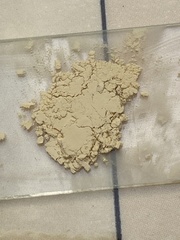 Russula pallidospora