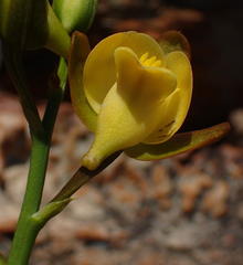 Eulophia platypetala