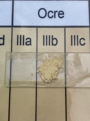 Russula pallidospora