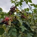 Rubus argutus - Photo (c) poutrelaloutre, algunos derechos reservados (CC BY-NC)