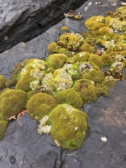 Bryoplaca sinapisperma