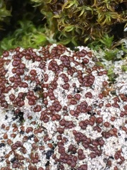 Bryoplaca sinapisperma