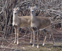 Odocoileus virginianus macrourus