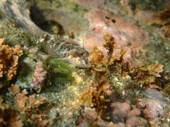 Enneapterygius etheostoma