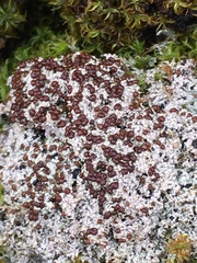 Bryoplaca sinapisperma