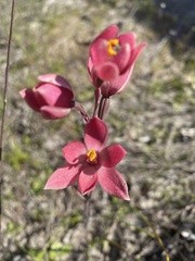 Thelymitra × macmillanii