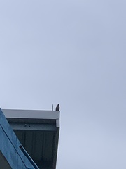 Acridotheres javanicus