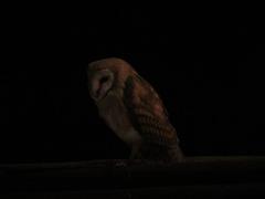Tyto alba poensis