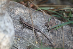Podarcis muralis