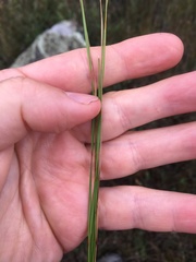 Eleocharis compressa