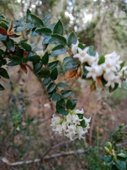Acrothamnus maccraei