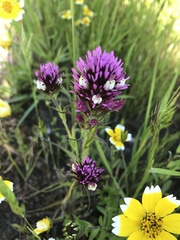 Castilleja densiflora densiflora