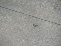 Melanoplus differentialis