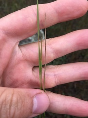 Eleocharis compressa