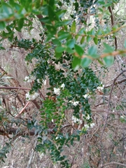 Acrothamnus maccraei