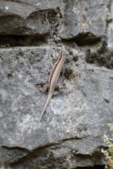 Podarcis muralis