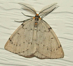 Cingilia catenaria