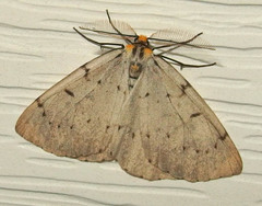 Cingilia catenaria