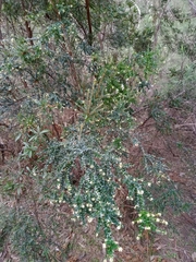 Acrothamnus maccraei