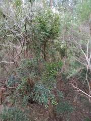 Acrothamnus maccraei